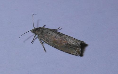 Bactra sp.